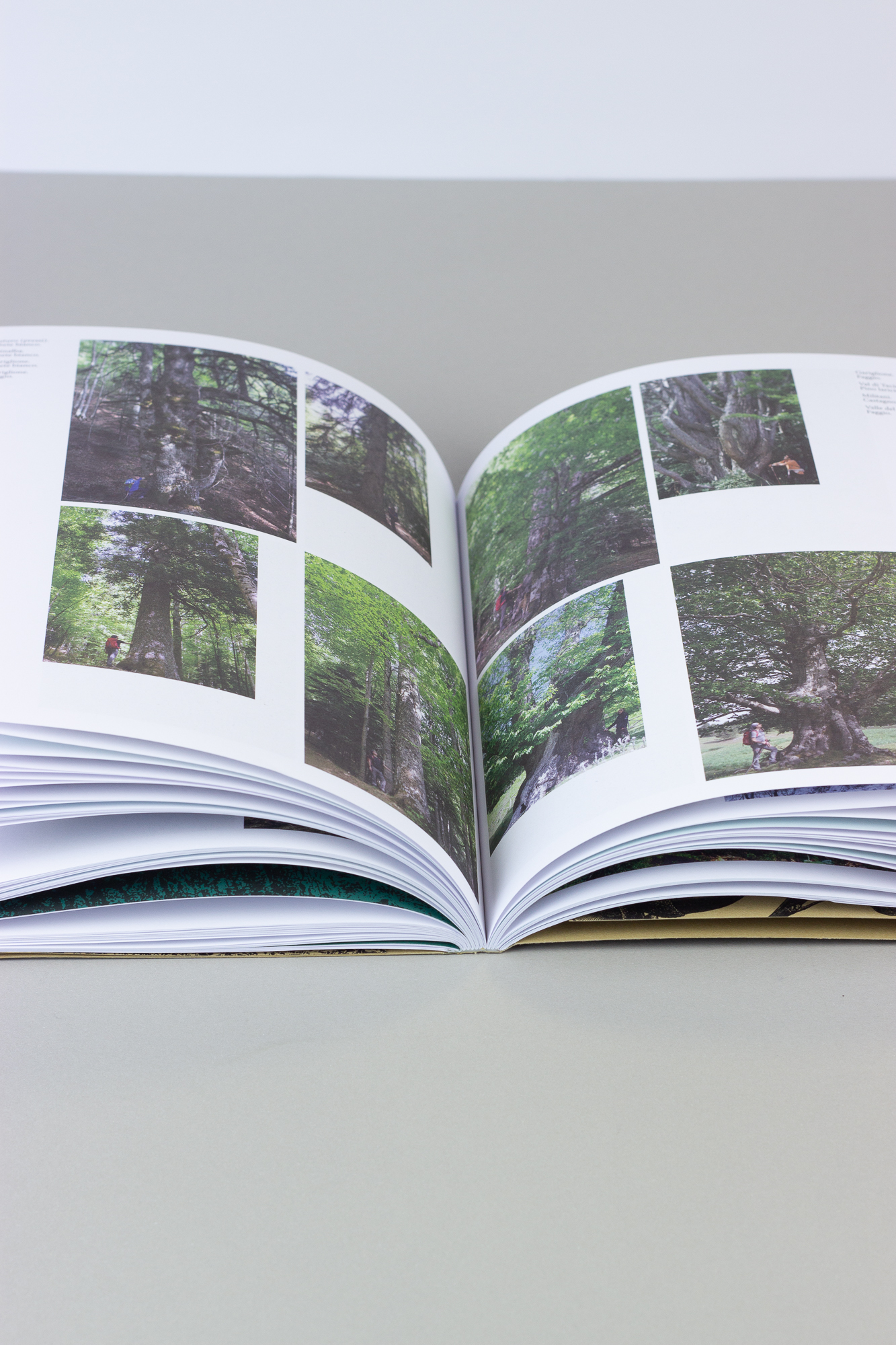 Come nasce un libro in Rubbettino print? L’esempio “Alberi Monumentali in Calabria”